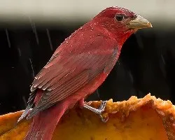 Piranga rubra