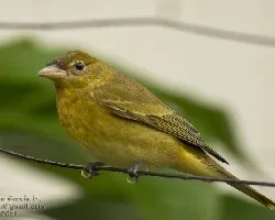 Piranga rubra