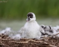 Coscoroba coscoroba