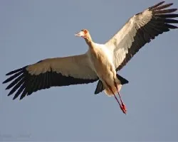 Ciconia maguari