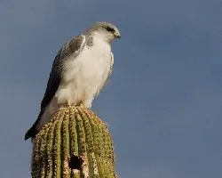 Buteo polyosoma