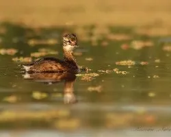 Podiceps rolland
