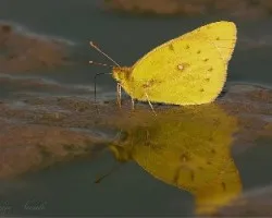 Colis lesbia pyrrhothea