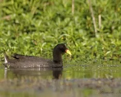 Fulica rufifrons