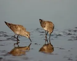 Calidris fuscicollis