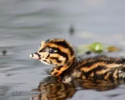 Podiceps rolland