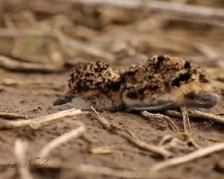 Vanellus chilensis
