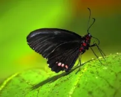 Mariposa