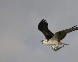Pandion haliaetus
