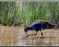 Porphyrio porphyrio