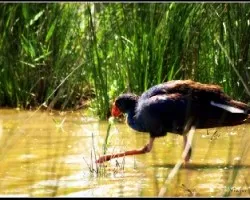 Porphyrio porphyrio