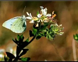 Pieris napi