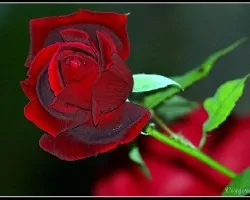 Rosa Roja