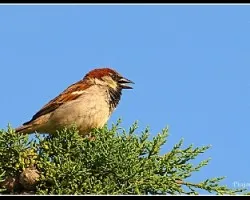 Passer domesticus
