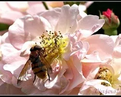Abeja