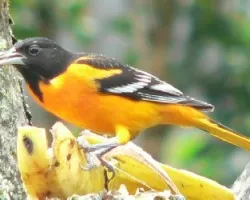 Icterus galbula