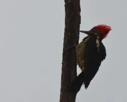 Dryocopus lineatus