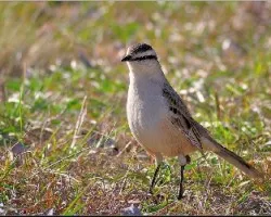 Mimus saturninus