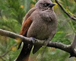 molothrus badius