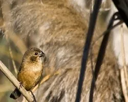 Sporophila collaris