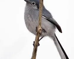 Polioptila dumicola