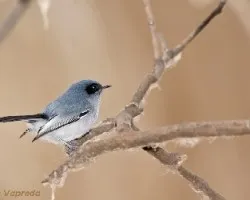 Polioptila Dumicola