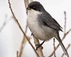 Poospiza melanoleuca