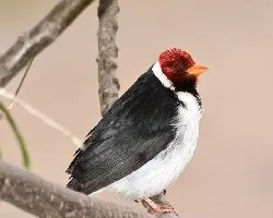 Paroaria capitata