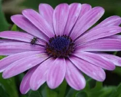 flor morada