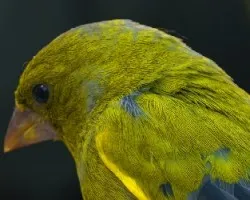 Carduelis chloris