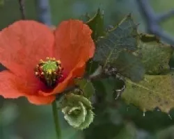 amapola