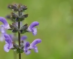 morada