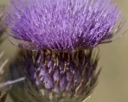 cardo