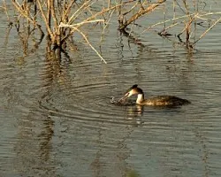 Podiceps cristatus