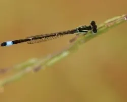 libelula