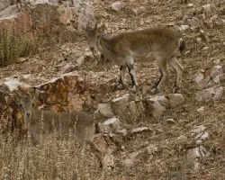 cabra montesa