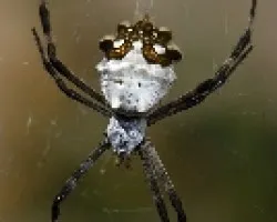 Agriope