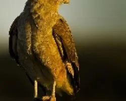 Milvago chimango