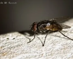 Mosca Común 