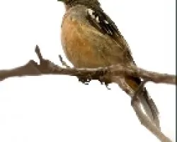 Phytotoma rutila