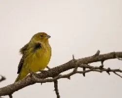 Sicalis flaveola