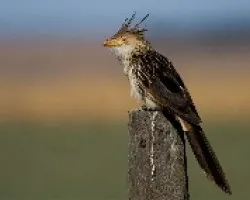 Guira guira