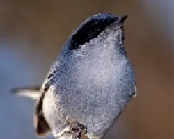 Polioptila dumicola