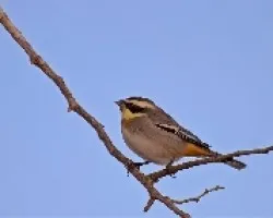 Poospiza torquata