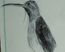 Lampornis amethystinus