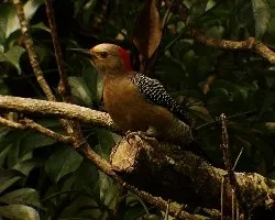 Melanerpes auriforns