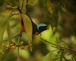Euphonia elegantissima