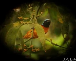 Euphonia elegantissima