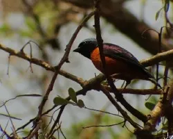 Euphonia elegantissima