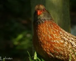 Dendrortyx barbatus